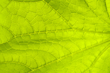 Green cucumber leaf background close up. Abstract natural background.の写真素材