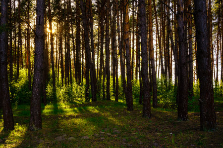 Sunbeams streaming through the pine trees and illuminating the young green foliage on the bushes in the pine forest in springtime.の写真素材