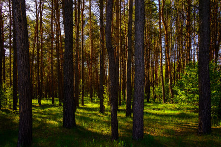 Sunbeams streaming through the pine trees and illuminating the young green foliage on the bushes in the pine forest in springtime.の写真素材