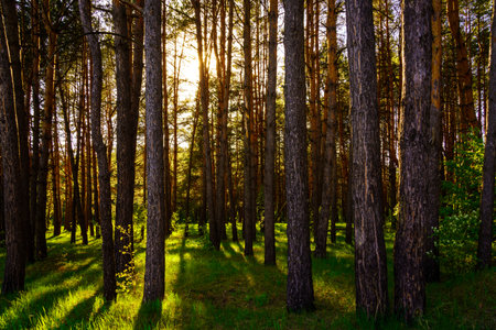 Sunbeams streaming through the pine trees and illuminating the young green foliage on the bushes in the pine forest in springtime.の写真素材