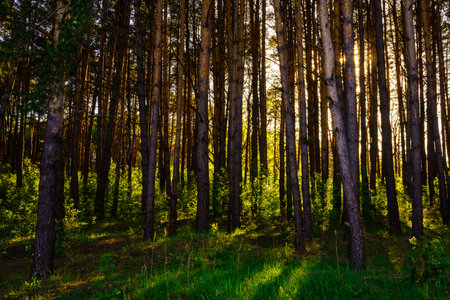 Sunbeams streaming through the pine trees and illuminating the young green foliage on the bushes in the pine forest in springtime.の写真素材