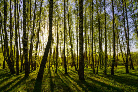 Sunset or sunrise in a spring birch forest with bright young foliage glowing in the rays of the sun and shadows from trees.の写真素材