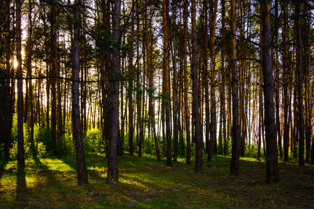 Sunbeams streaming through the pine trees and illuminating the young green foliage on the bushes in the pine forest in springtime.の写真素材