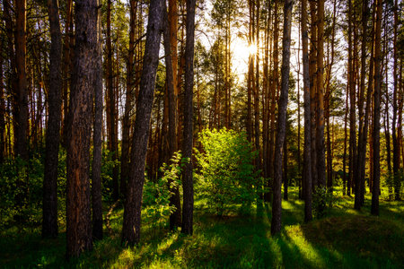 Sunbeams streaming through the pine trees and illuminating the young green foliage on the bushes in the pine forest in springtime.の写真素材