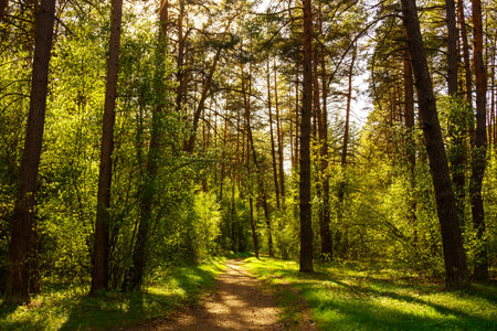 Sunbeams streaming through the pine trees and illuminating the young green foliage on the bushes in the pine forest in springtime.の写真素材
