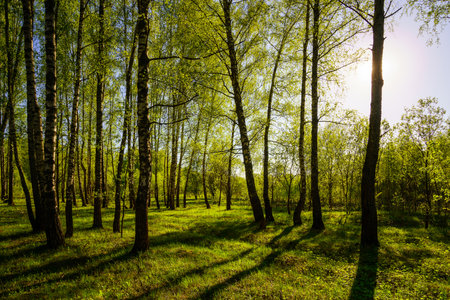 Sunset or sunrise in a spring birch forest with bright young foliage glowing in the rays of the sun and shadows from trees.の写真素材