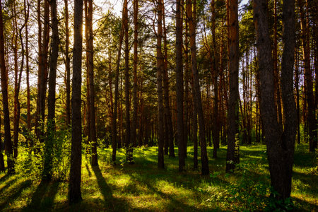 Sunbeams streaming through the pine trees and illuminating the young green foliage on the bushes in the pine forest in springtime.の写真素材