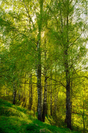 Sunset or sunrise in a spring birch forest with bright young foliage glowing in the rays of the sun and shadows from trees.の写真素材