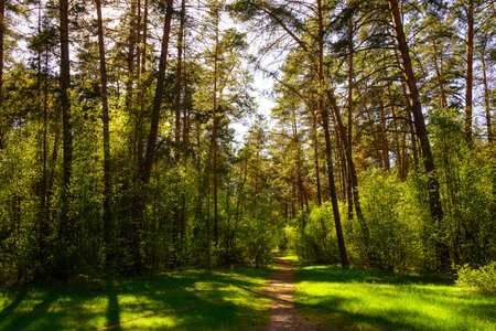 Sunbeams streaming through the pine trees and illuminating the young green foliage on the bushes in the pine forest in springtime.の写真素材