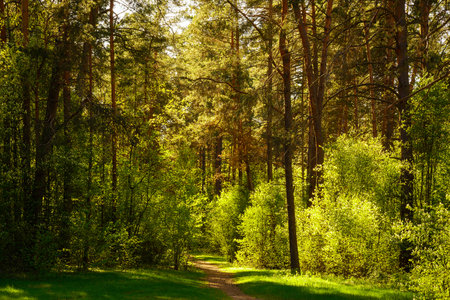 Sunbeams streaming through the pine trees and illuminating the young green foliage on the bushes in the pine forest in springtime.の写真素材
