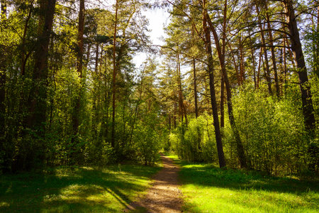 Sunbeams streaming through the pine trees and illuminating the young green foliage on the bushes in the pine forest in springtime.の写真素材