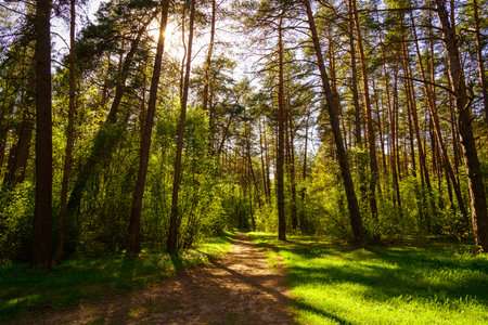 Sunbeams streaming through the pine trees and illuminating the young green foliage on the bushes in the pine forest in springtime.の写真素材