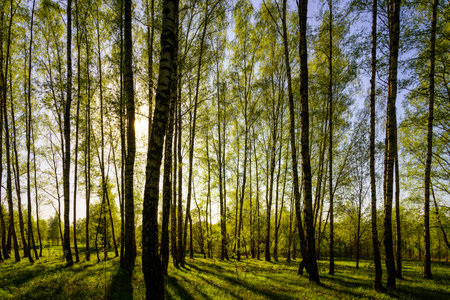 Sunset or sunrise in a spring birch forest with bright young foliage glowing in the rays of the sun and shadows from trees.の写真素材