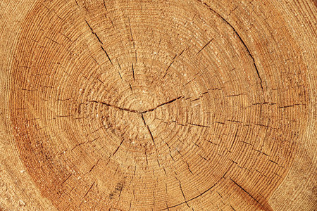 Texture of sawn logs with growth rings. Abstract natural background.の写真素材