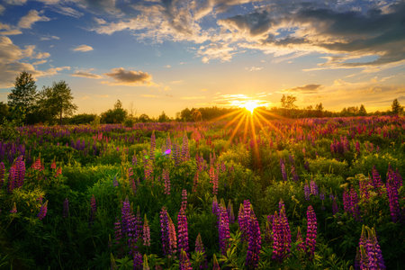 Sunrise or sunset on a field with purple lupines on a cloudy sky background in summer. Landscape.の写真素材