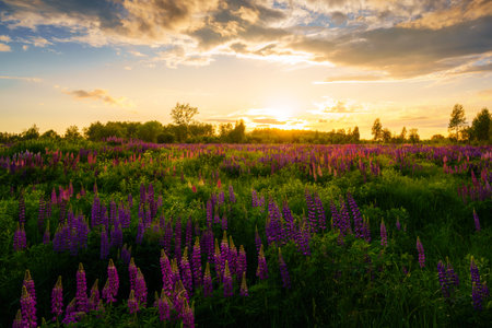 Sunrise or sunset on a field with purple lupines on a cloudy sky background in summer. Landscape.の写真素材