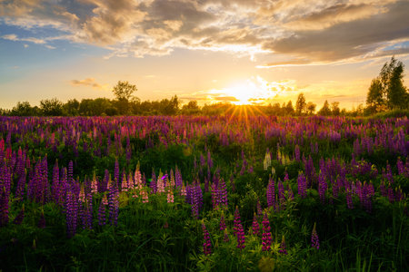 Sunrise or sunset on a field with purple lupines on a cloudy sky background in summer. Landscape.の写真素材