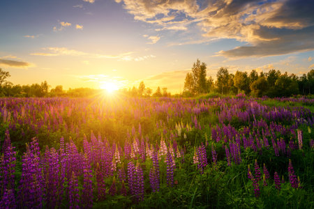 Sunrise or sunset on a field with purple lupines on a cloudy sky background in summer. Landscape.の写真素材