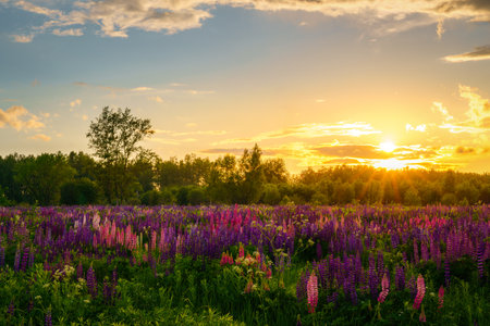 Sunrise or sunset on a field with purple lupines on a cloudy sky background in summer. Landscape.の写真素材