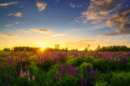 Sunrise or sunset on a field with purple lupines on a cloudy sky background in summer. Landscape.の写真素材