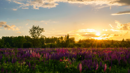 Sunrise or sunset on a field with purple lupines on a cloudy sky background in summer. Landscape.の写真素材