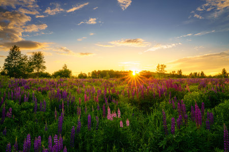 Sunrise or sunset on a field with purple lupines on a cloudy sky background in summer. Landscape.の写真素材