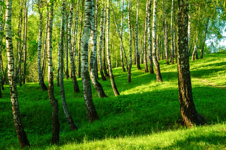 Grove of birches with young green leaves at sunset or sunrise in spring or early summer.の写真素材