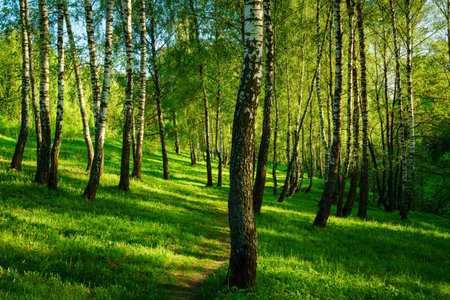 Grove of birches with young green leaves at sunset or sunrise in spring or early summer.の写真素材