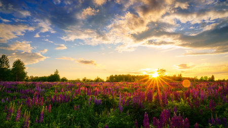 Sunrise or sunset on a field with purple lupines on a cloudy sky background in summer. Landscape.の写真素材