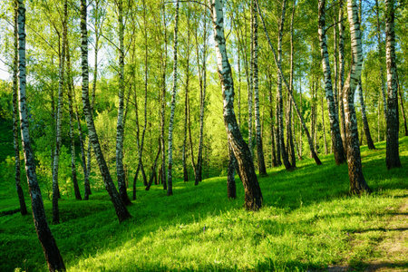 Grove of birches with young green leaves at sunset or sunrise in spring or early summer.の写真素材