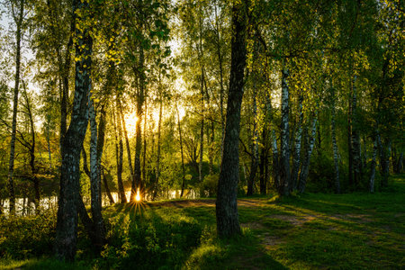 Sunrise or sunset near the pond with birches on a sunny summer day. Landscape.の写真素材