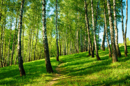 Grove of birches with young green leaves at sunset or sunrise in spring or early summer.の写真素材