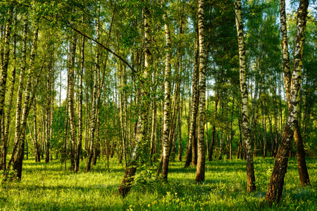 Grove of birches with young green leaves at sunset or sunrise in spring or early summer.の写真素材