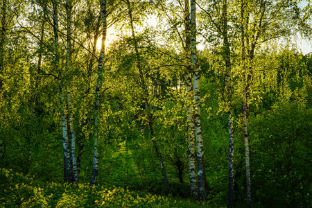Grove of birches with young green leaves at sunset or sunrise in spring or early summer.の写真素材