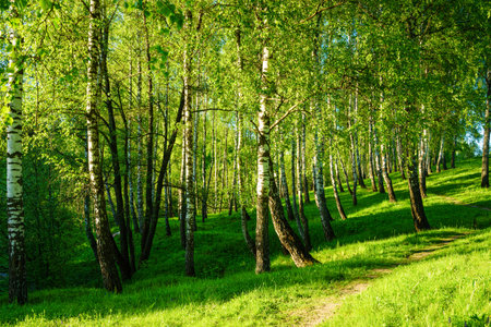 Grove of birches with young green leaves at sunset or sunrise in spring or early summer.の写真素材