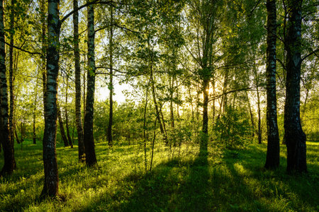 Grove of birches with young green leaves at sunset or sunrise in spring or early summer.の写真素材