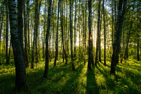Grove of birches with young green leaves at sunset or sunrise in spring or early summer.の写真素材