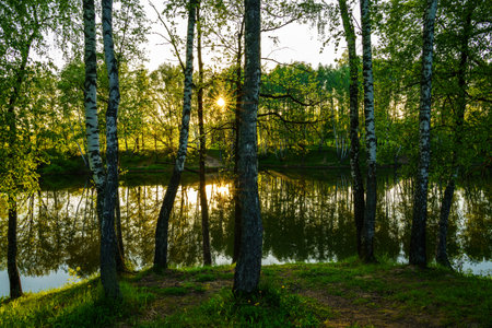 Sunrise or sunset near the pond with birches on a sunny summer day. Landscape.の写真素材
