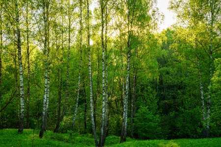 Grove of birches with young green leaves at sunset or sunrise in spring or early summer.の写真素材