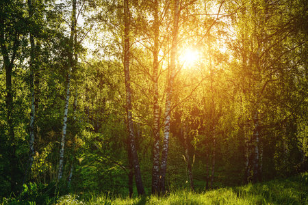 Grove of birches with young green leaves at sunset or sunrise in spring or early summer. Vintage film aesthetic.の写真素材