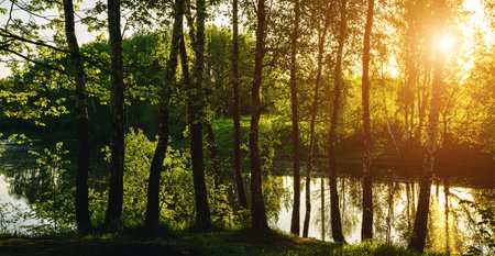 Sunrise or sunset near the pond with birches on a sunny summer day. Landscape. Vintage film aesthetic.の写真素材