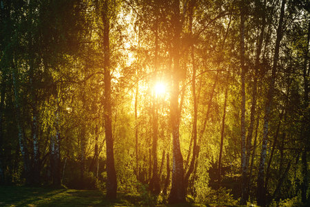 Grove of birches with young green leaves at sunset or sunrise in spring or early summer. Vintage film aesthetic.の写真素材