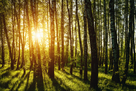 Grove of birches with young green leaves at sunset or sunrise in spring or early summer. Vintage film aesthetic.の写真素材