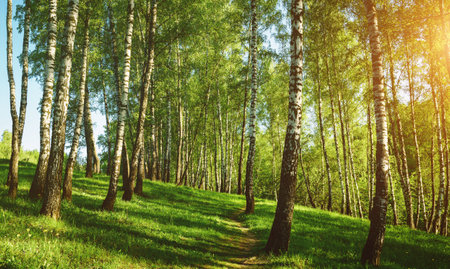 Grove of birches with young green leaves at sunset or sunrise in spring or early summer. Vintage film aesthetic.の写真素材