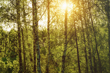 Grove of birches with young green leaves at sunset or sunrise in spring or early summer. Vintage film aesthetic.の写真素材
