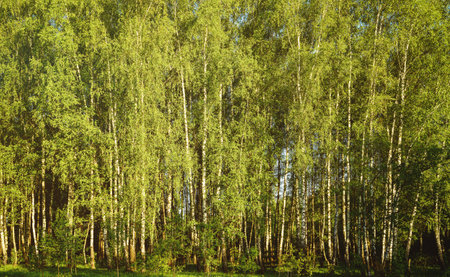 Grove of birches with young green leaves at sunset or sunrise in spring or early summer. Vintage film aesthetic.の写真素材