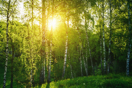 Grove of birches with young green leaves at sunset or sunrise in spring or early summer. Vintage film aesthetic.の写真素材