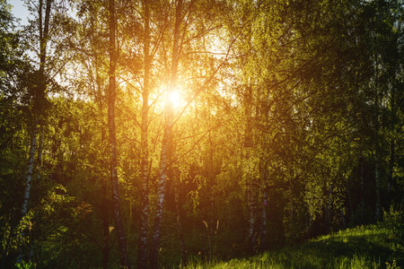Grove of birches with young green leaves at sunset or sunrise in spring or early summer. Vintage film aesthetic.の写真素材