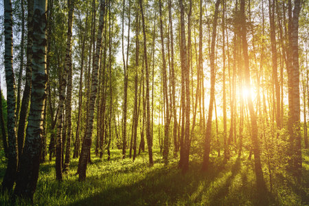 Grove of birches with young green leaves at sunset or sunrise in spring or early summer. Vintage film aesthetic.の写真素材
