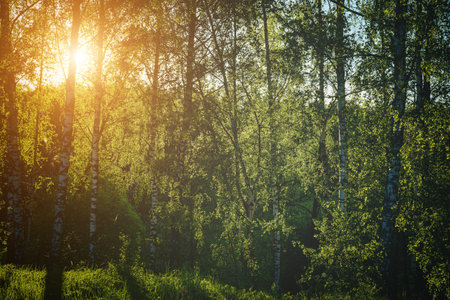 Grove of birches with young green leaves at sunset or sunrise in spring or early summer. Vintage film aesthetic.の写真素材